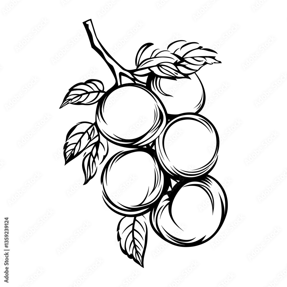 Fototapeta premium Simple apricots with leaves bunch linear art illustration drawing vector