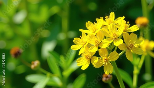 European goldenrod flowers blooming in a vibrant yellow color on a sunny summer day, surrounded by lush green foliage and other plants,  sunny,  blooming