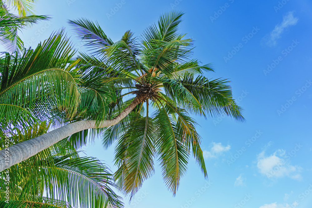 Beautiful maldives tropical island with palm trees Beautiful maldives tropical island with palm trees