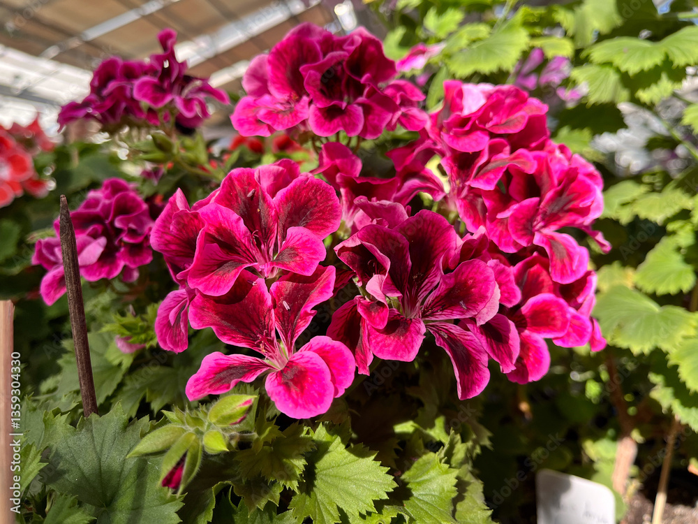 A geranium (also known as pelargonium, or storksbill) grown in the garden, with many pink flower heads and buds. A geranium (also known as pelargonium, or storksbill) grown in the garden, with many pink flower heads and buds.