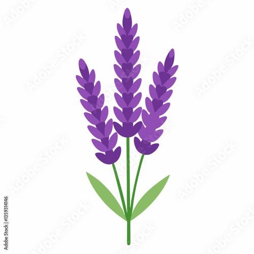 hardy lavender plant with tall purple spikes