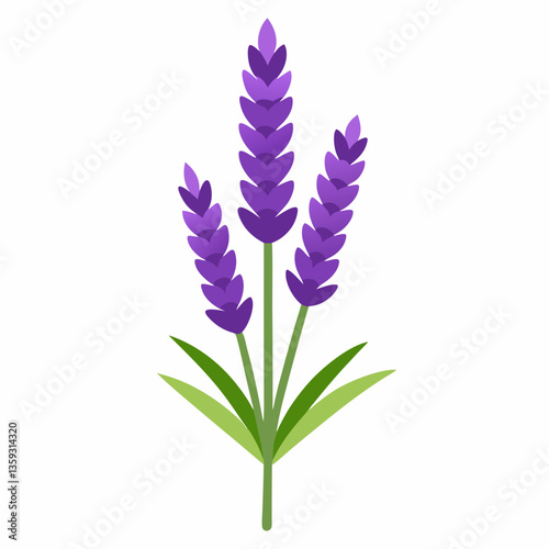 hardy lavender plant with tall purple spikes