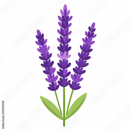 hardy lavender plant with tall purple spikes