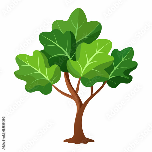 small fig tree with broad  lobed leaves
