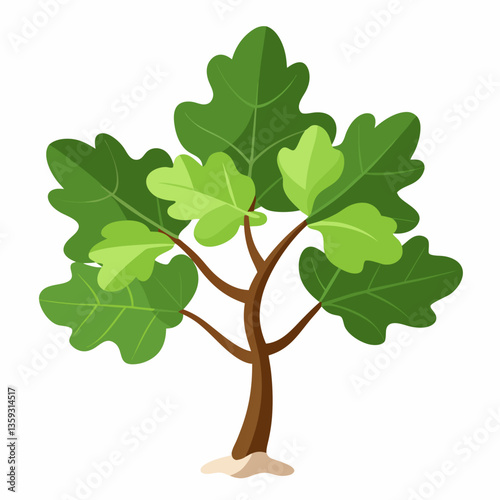 small fig tree with broad  lobed leaves