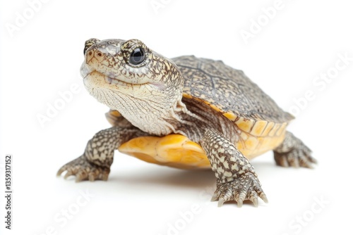 Diamondback Terrapin: Exquisite Aquatic Fauna of America in Brackish Mangrove Habitat