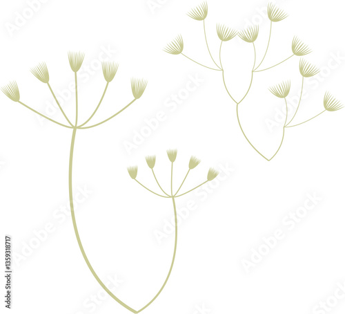Cow Parsley Hedgerow plants vector in minimalist style.