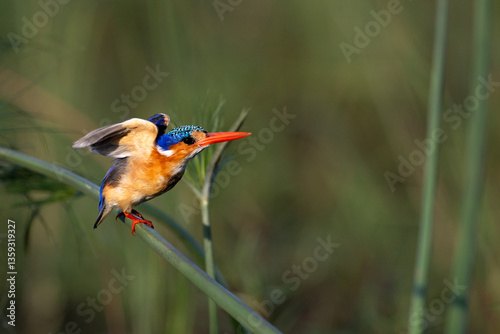 A colorful kingfisher flies of  a thin reed against a soft green background. photo