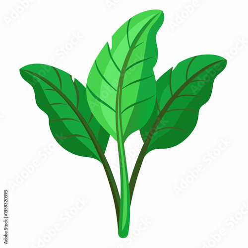broadleaf plantain with green  ribbed leaves