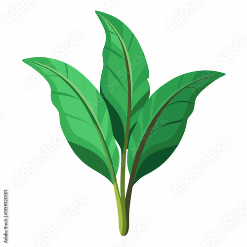 broadleaf plantain with green  ribbed leaves