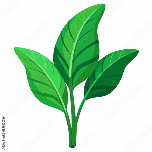 broadleaf plantain with green  ribbed leaves