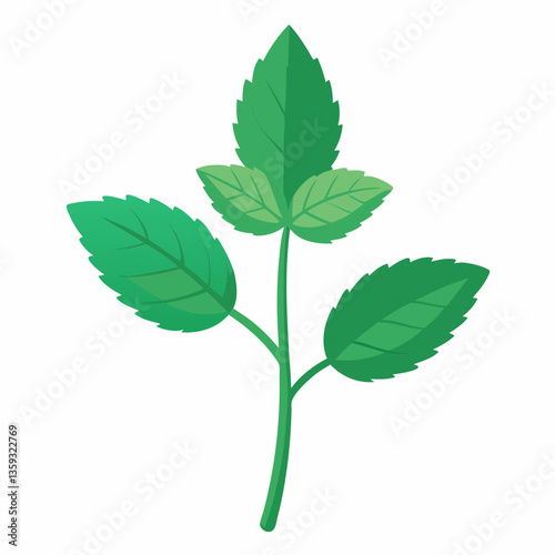 hardy mint plant with square stem 