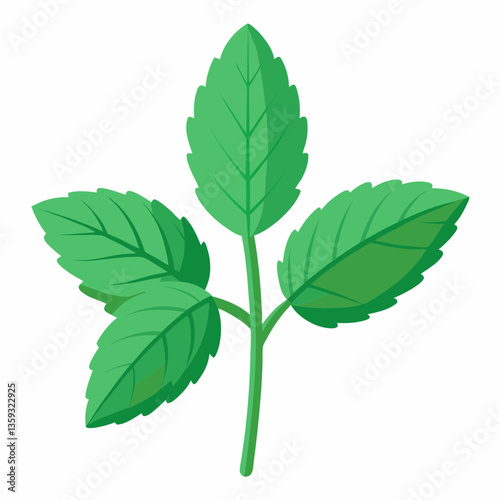 hardy mint plant with square stem 