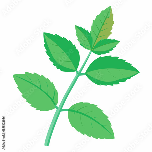 hardy mint plant with square stem 