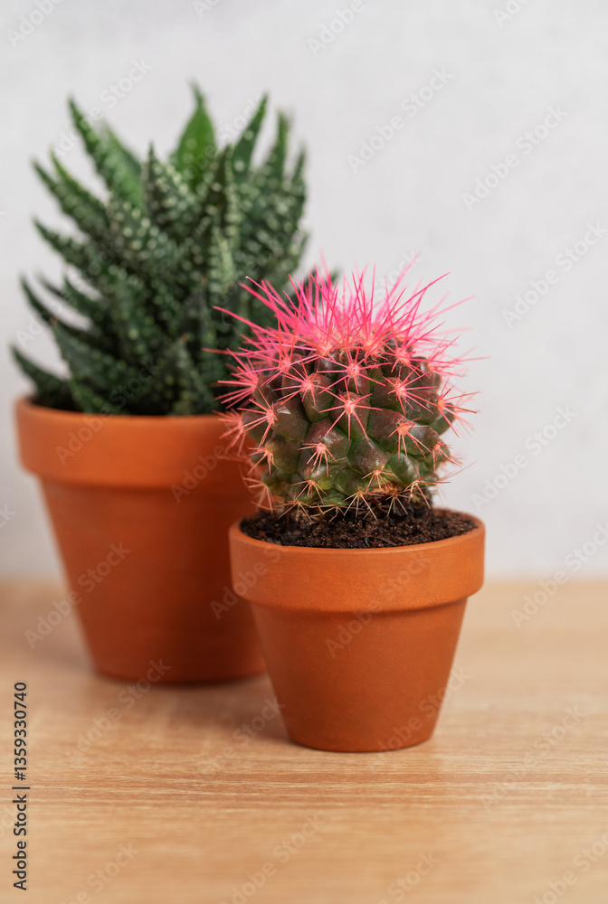 Two small potted cacti with pink thorns resting on wooden surface Two small potted cacti with pink thorns resting on wooden surface