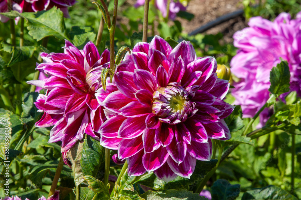 Obraz premium Closeup of lilac dahlia flower