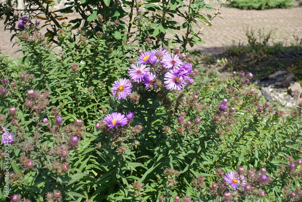 Obraz premium Group of purple flowers of Symphyotrichum novae-angliae with bees in September