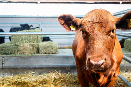 Portrait of Red Devon young cow in a barn of livestock farm