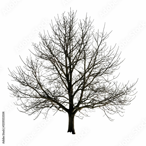 A barren tree silhouette against a white background