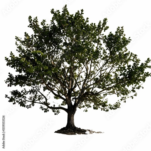 A solitary tree stands against a plain white background, casting a shadow beneath its branches.