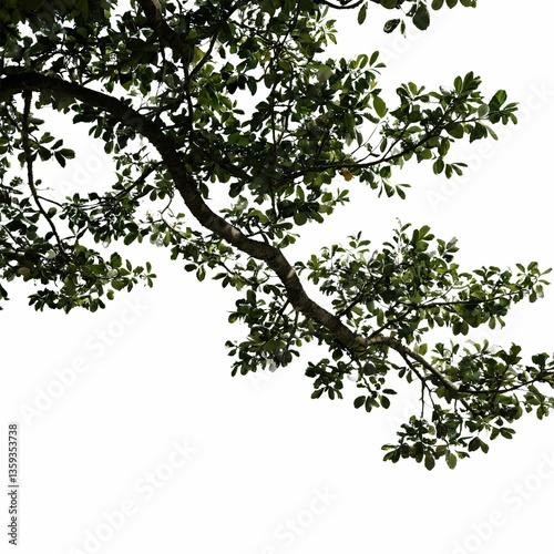 The image captures a serene outdoor setting with lush green foliage from a majestic tree extending upwards against a bright white backdrop.