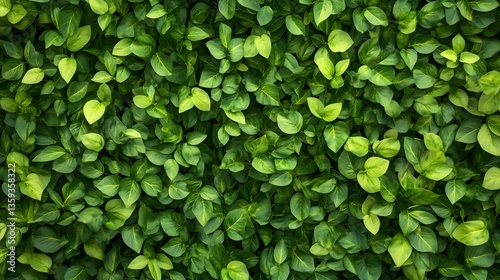 Wallpaper Mural A lush green backdrop of fresh leaves  long title A full frame background of densely growing vibrant green leaves creating a natural verdant texture Torontodigital.ca