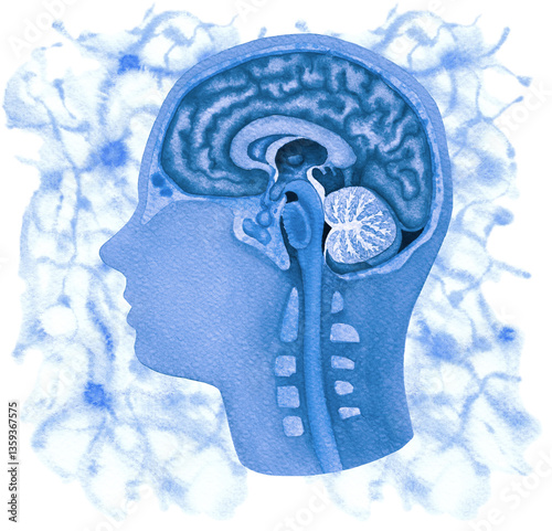 Watercolor illustration of a human brains and a nervous system with an abstract neuron connections on a background