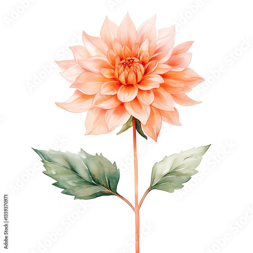 Watercolor orange dahlia flower with layered petals and green leaves on single stem symbolizing grace elegance and summer beauty