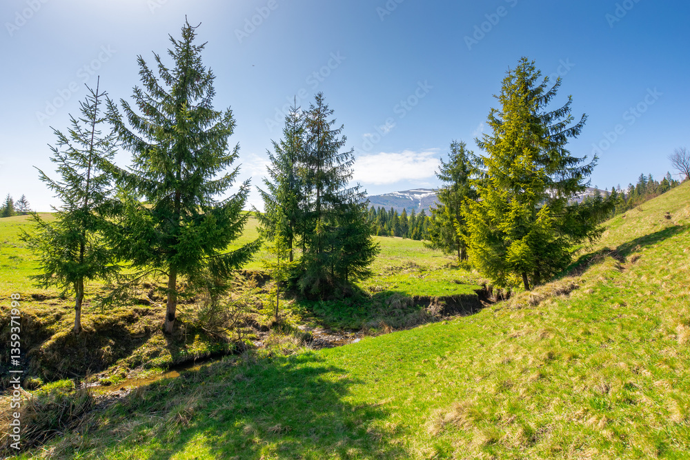 mountainous countryside landscape in spring. carpathian springtime.sunny morning with blue sky. green pasture and coniferous forest on the rolling hills. europe farmland