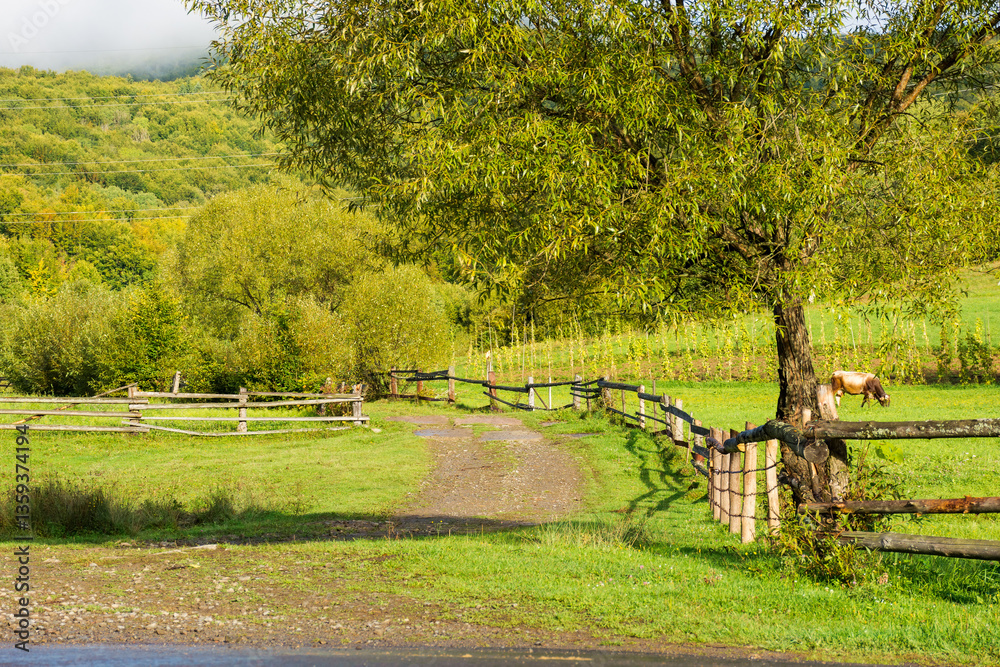 rural landscape with field and forested hill. scenic farmland. country road winding along the wooden fence near meadow. cow grazing near arable. sunny morning after the rain in september