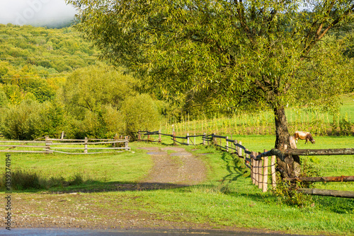 Obraz na płótnie rural landscape with field and forested hill. scenic farmland. country road winding along the wooden fence near meadow. cow grazing near arable. sunny morning after the rain in september w salonie