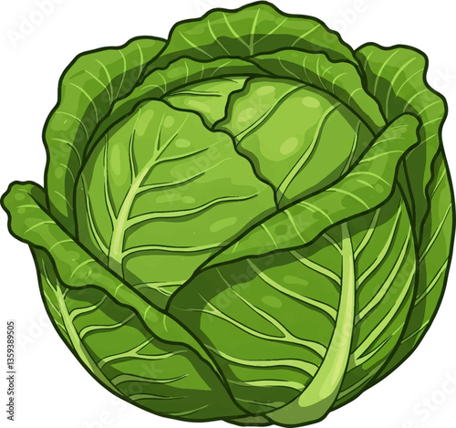 cabbage isolated on white background