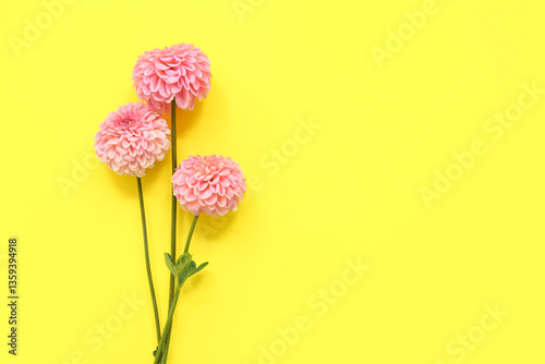 Fototapeta Naklejka Na Ścianę i Meble -  Beautiful pink dahlia flowers on yellow background
