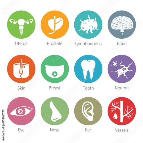 Vector icon set of human internal and external organs in flat style
