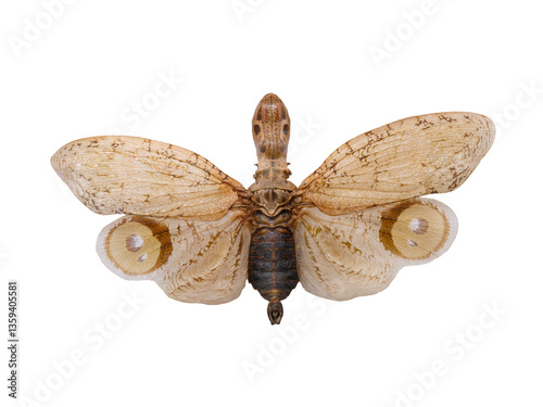   butterfly Fulgora laternaria isolated on white background photo