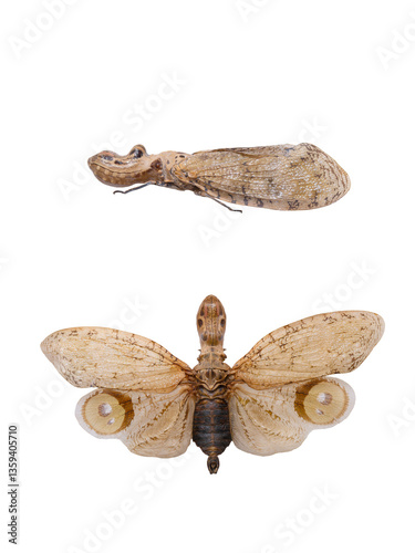   butterfly Fulgora laternaria isolated on white background photo