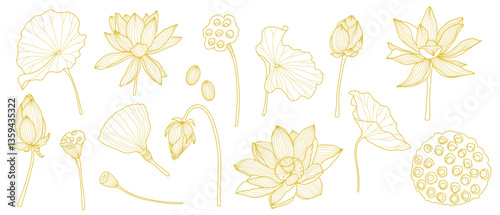 Golden Lotus line art, flowers, leaves and seeds. Vector in white background, Hand drawn illustrations. Elegant design, wedding invitation, greeting card, wall art.