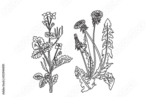 Line art medicinal plants isolated on white background. Hand drawn botanical outline dandelion and celandine with stems, leaves, flowers vector illustration. Graphic design elements for Print Birthday