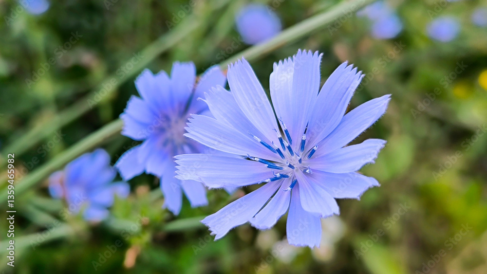 blooming endive chicory close up