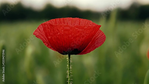 Vibrant red poppy stands alone amidst lush green field, showcasing nature's beauty