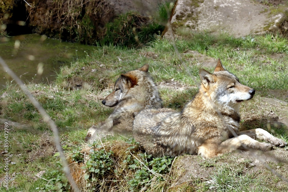 Fototapeta premium loup