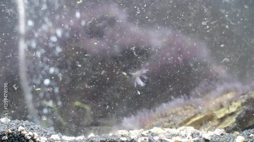 Filtration system with rising bubbles in dirty home aquarium, siphon pump working on background to remove living organisms wastes, regular fish tank maintenance for better functioning of ecosystem