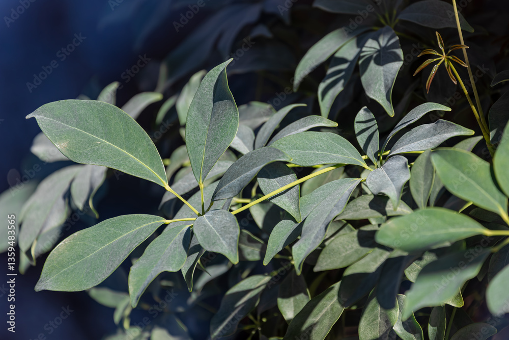 Obraz premium Selective focus of green leaves with light and shadow, Heptapleurum arboricola or common name is dwarf umbrella tree is a flowering plant in the family Araliaceae,, Nature pattern, Greenery background