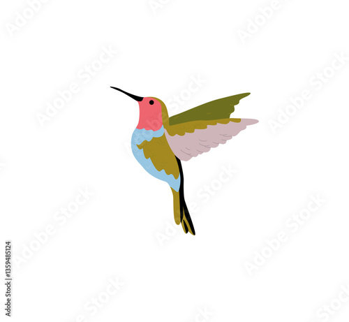 Beautiful humming bird or colibri with spread wings flying. Colored flat vector illustration of tropical hummingbird isolated on white background.
