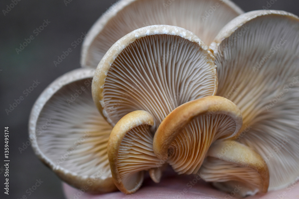 Hats of oyster mushrooms with lamellar texture, viewed from below Hats of oyster mushrooms with lamellar texture, viewed from below