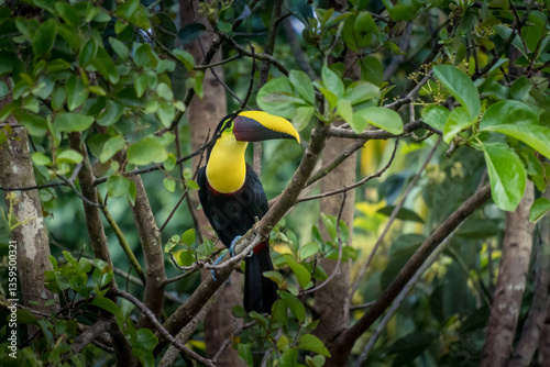 Yellow billed toucan on a branch in Costa Rica