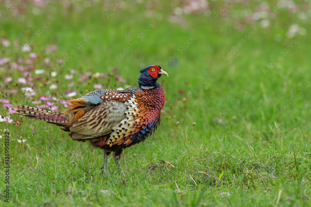 Fototapeta premium Ring-necked Pheasant male in a green field