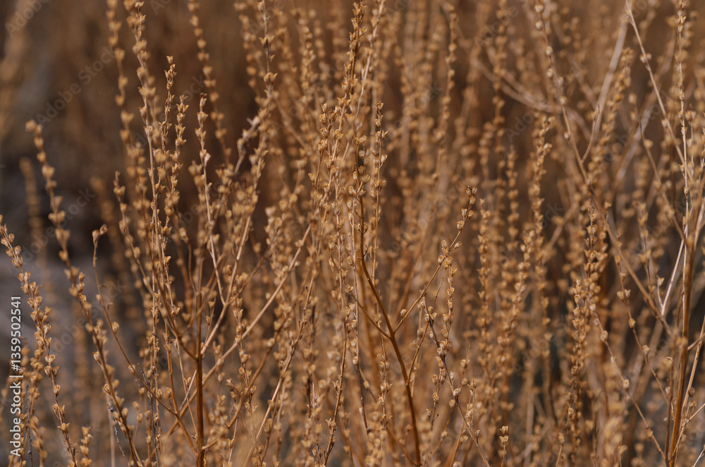 Obraz premium dry yellow grass in the sunlight