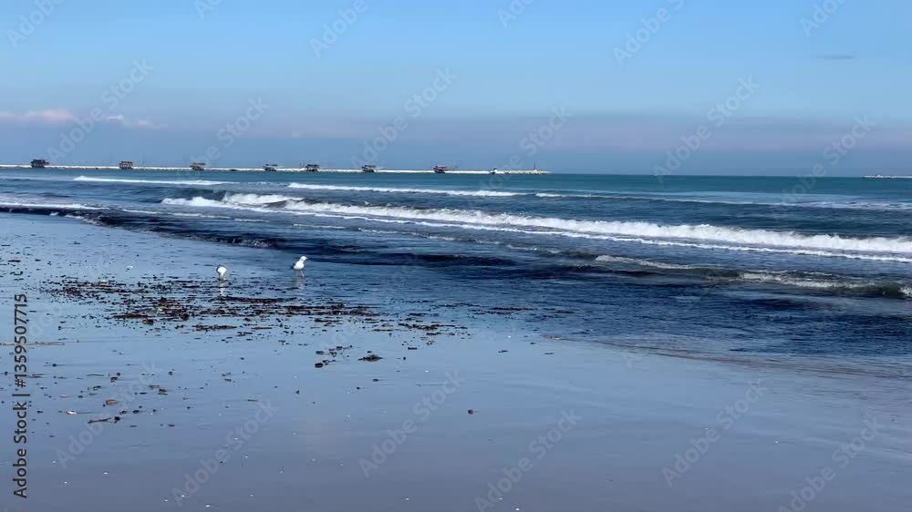 Möven am Strand von Sottomarina - Venezien, Italien