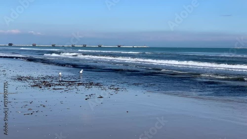 Möven am Strand von Sottomarina - Venezien, Italien